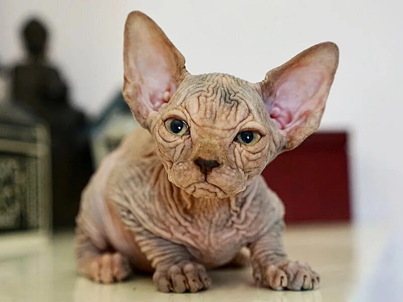 сфинкс калининград