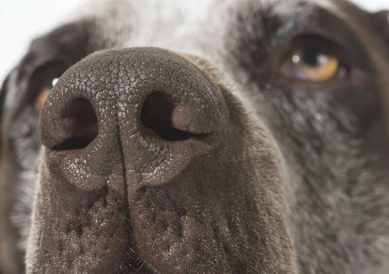 нормальный нос у собаки