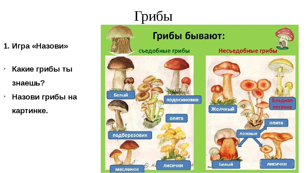 Назови 3 гриба. Съедобные грибы и несъедобные грибы окружающий мир 2. Схема съедобные и несъедобные грибы. Несъедобные грибы названия 3 класс окружающий. Грибы двойники съедобные и несъедобные с отличиями.