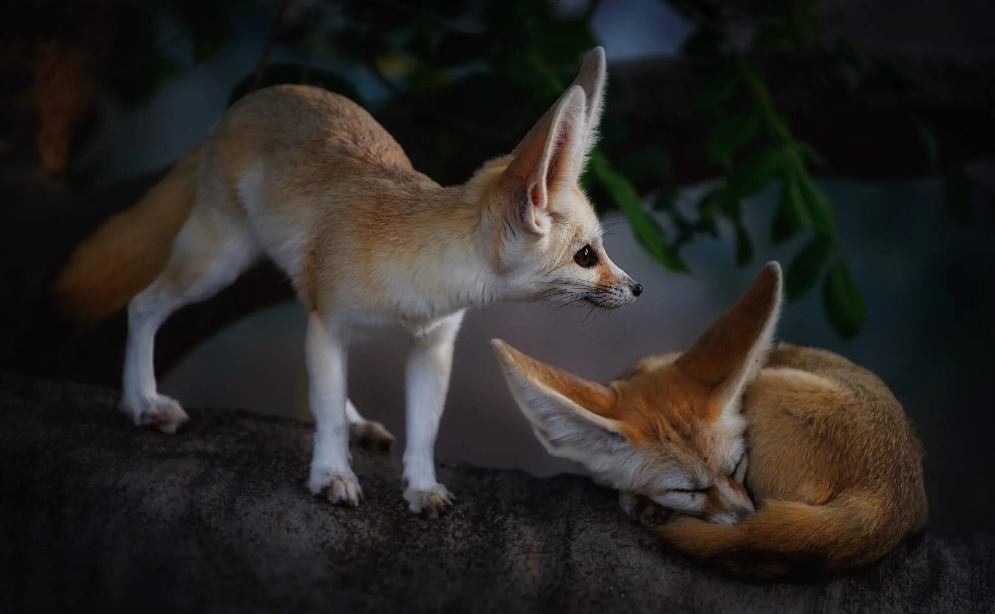 Fennec fox