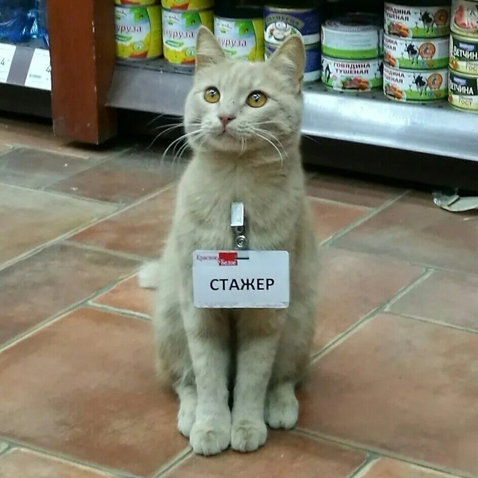 Включи то что работает