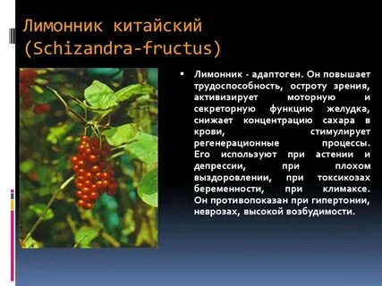 Лимонник китайский описание