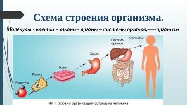 Клетка уровни организации организма человека. Клетка ткань орган система органов организм. Схема клетка ткань орган система органов. И органы клетки организм ткани системы организмов. Пример любого организма