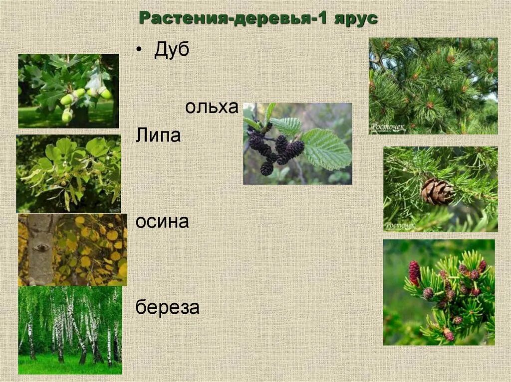 Деревья второго яруса. Смешанные леса растения. растения нижнего яруса леса. смешанный лес животные и растения.