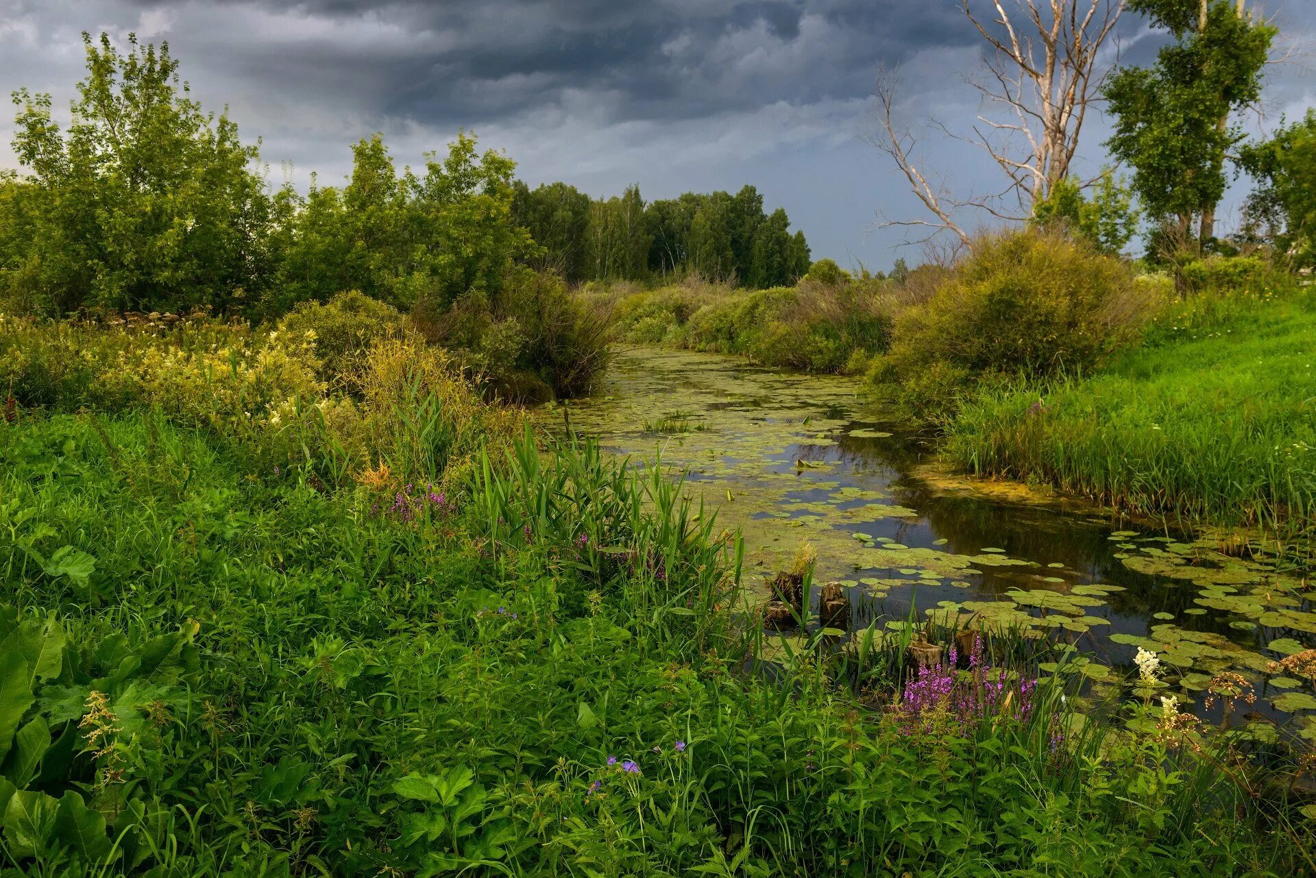 Кусты и болота. Заросшая река. Природа Зауралья летом. Заросшее озеро. На речке.