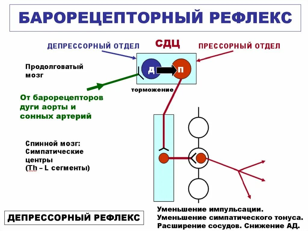 Рефлекторная регуляция системного артериального давления. Барорецепторные рефлексы регуляции ад. Рефлекс с барорецепторов схема. Схема прессорнофункциональные рефлексы. Рефлекторные группы