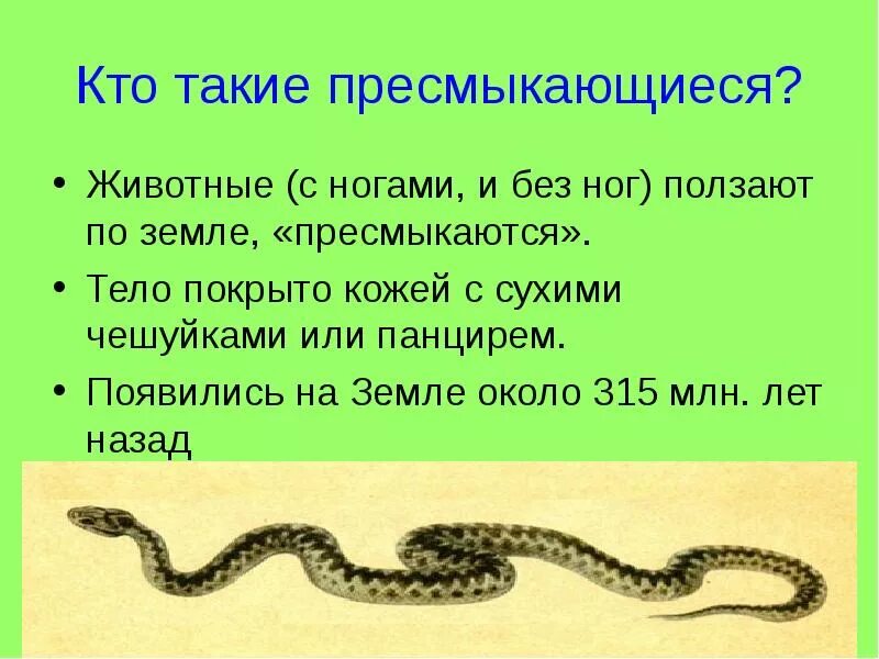 Змея относится к группе. Пресмыкающиеся презентация. Кто такие пресмыкающиеся животные. Кто такие пресмыкающиеся пресмыкающиеся. Примеры пресмыкающихся животных.