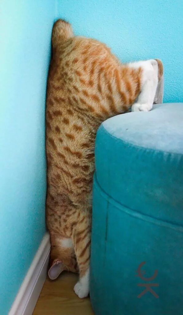 Неудачи кошек. Котики смешные картинки с надписями. Кот приносящий неудачу. Артистичный кот. Спящий черный котик.