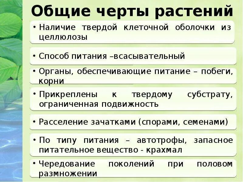 Общая характеристика растений. Общие черты растений. Характеристика признаки растений. Основные характеристики растений.