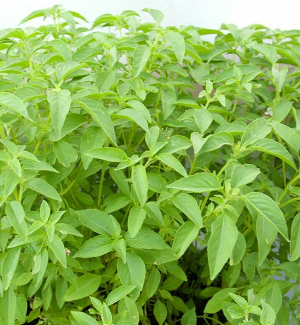 Перец горошек и розмарин. Перец на гриле. Базилик между перцами в теплице. Тайский базилик. Базилик сорт кримсон кинг.