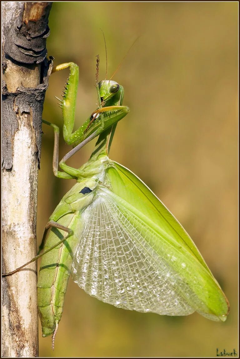 Mantis religiosa богомол. Богомол Mantis religiosa самка. Богомол обыкновенный богомол обыкновенный. Полевой богомол.