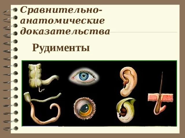 3 примеры рудиментов. Атавизмы и рудименты человека. Рудименты сравнительно-анатомические доказательства. Сравнительно-анатомические доказательства эволюции.