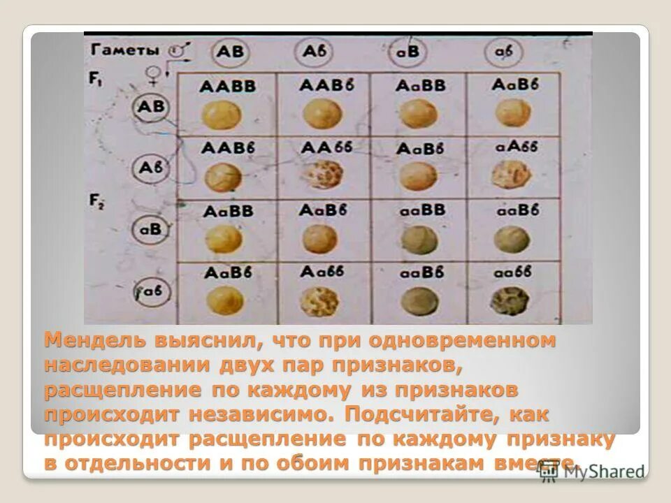 Дигибридное скрещивание какое расщепление