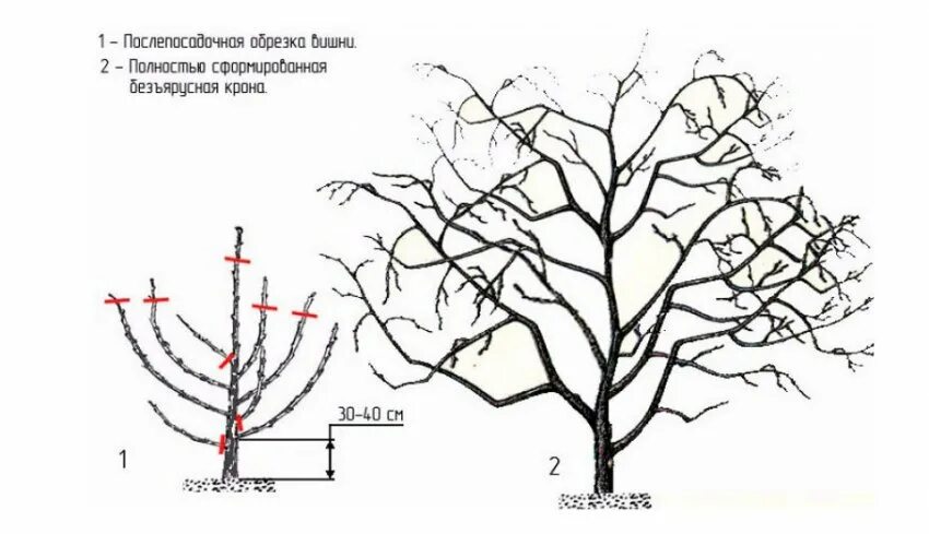 Обрезка молодой черешни. Схема обрезки черешни весной. Правильная обрезка черешни осенью схема. Подрезка черешни весной схема. Обрезать вишню весной схема.