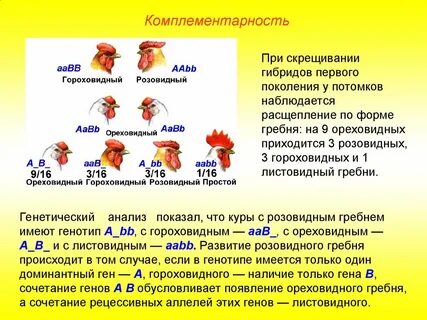 У кур розовидная и гороховидная форма гребня