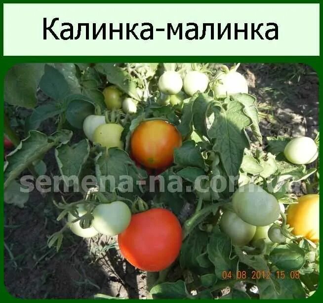 Томат сорт калинка малинка. Калинка малинка сорт томатов. помидоры калинка-малинка описание. калинка-малинка помидор описание сорта. томат калинка малинка фото.