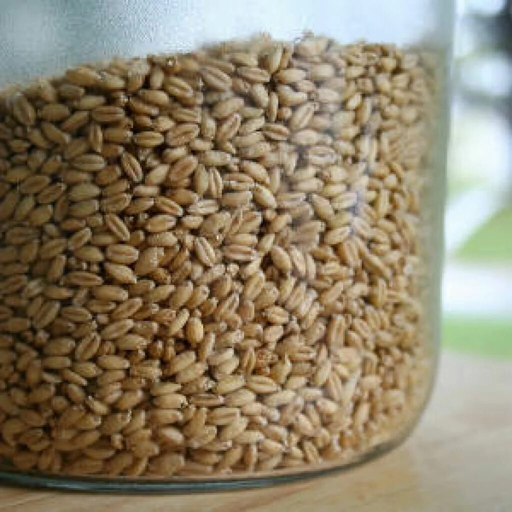 Прорастить пшеницу в домашних для кур. Пшеница дома. Прорастить пшеницу в домашних условиях. Пророщенная пшеница в интерьере. Воздушная пшеница завтрак.