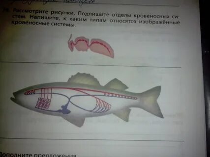 Рассмотри рисунок каким