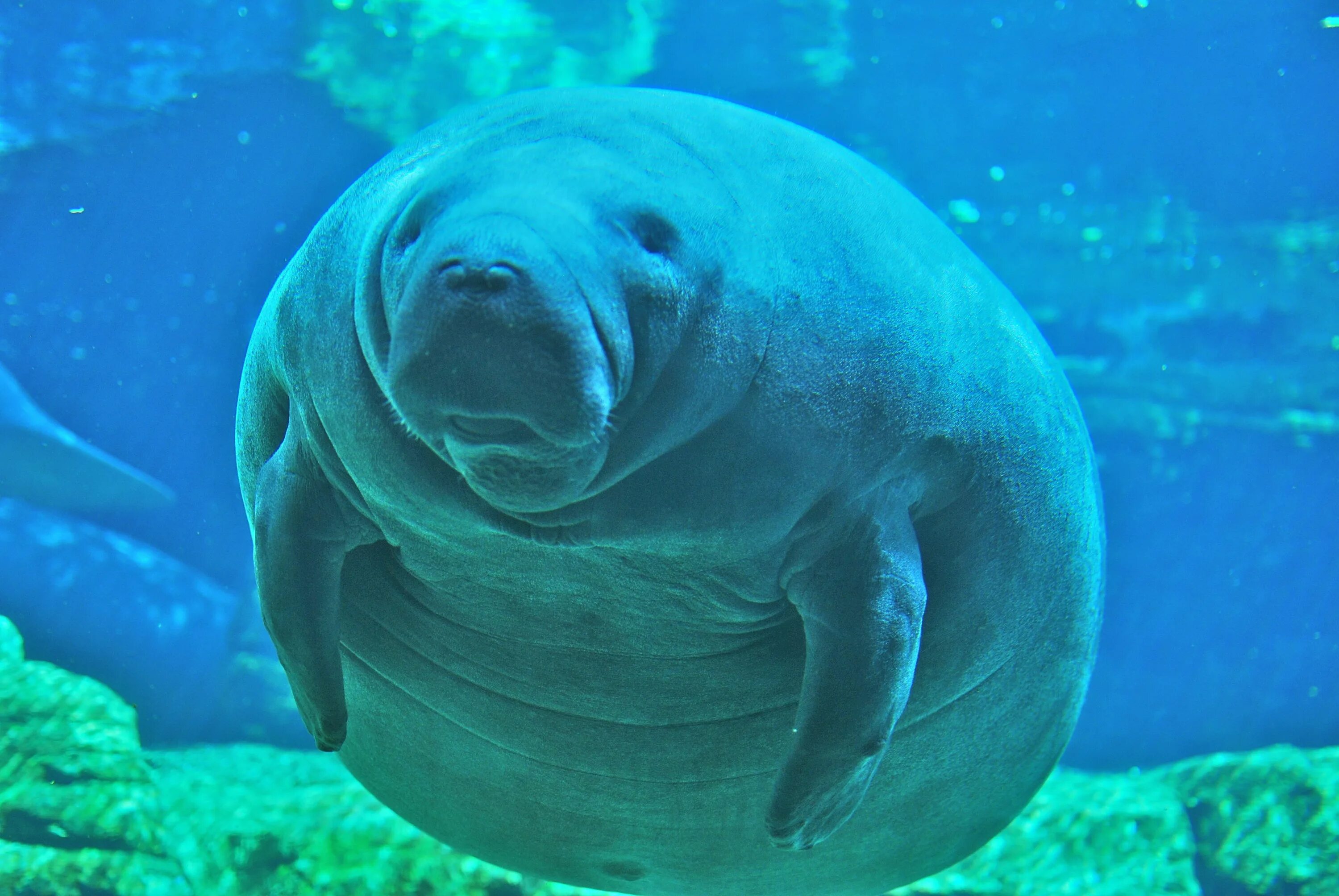 Стеллерова морская корова. Стеллерова морская корова. Sea cow факты на английском. Sea cow перевод. Стеллерова морская корова.