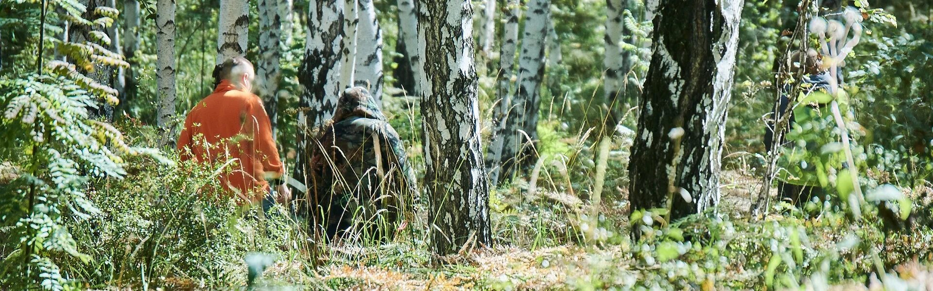 Природное сообщество лес рисунок. Как часто проверяются леса. Проверка леса. Порядок осмотра лесов. Осмотр лесов при работе на высоте.