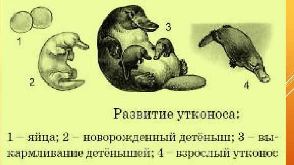 Размножение и развитие млекопитающих тест. Схема развития утконоса. размножение млекопитающих схема. строение утконоса внутреннее и внешнее.