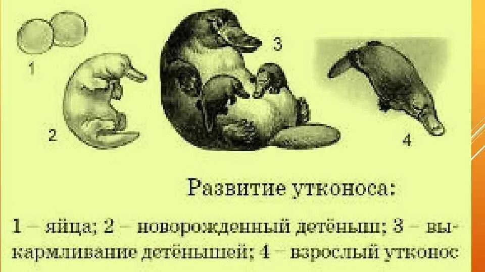 Детеныш птиц млекопитающих. Строение утконоса. Этапы развития утконоса. Строение утконоса внутреннее и внешнее.