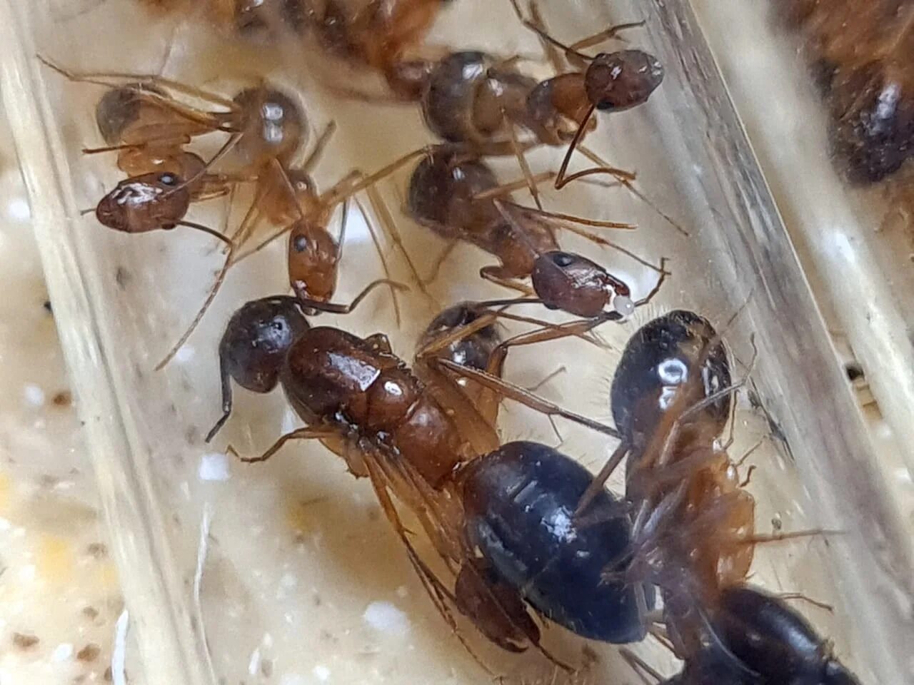 Муравьи феидоле йенсис. Муравьи Pheidole yeensis. Camponotus pseudoirritans. Купить муравьев в омске