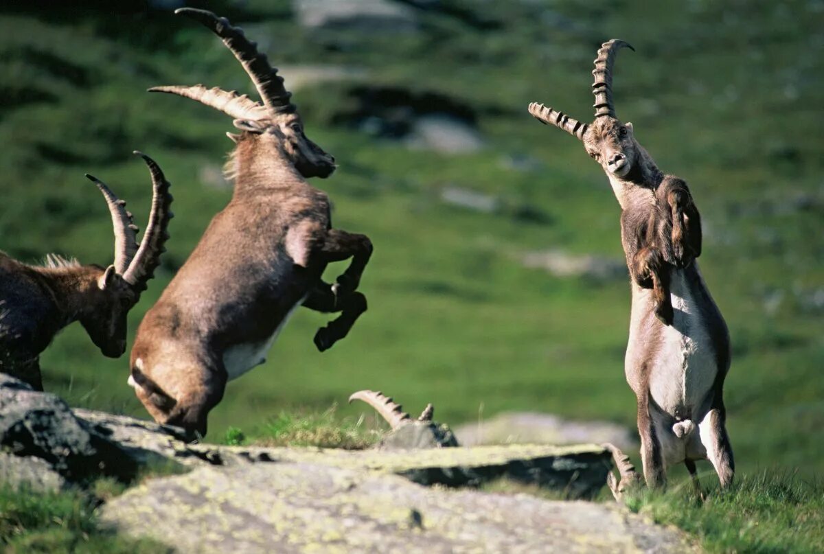 Фауна Швейцарии. Альпийский горный козел Ибекс. Национальный парк Швейцария животные. Ибекс в Австрии.