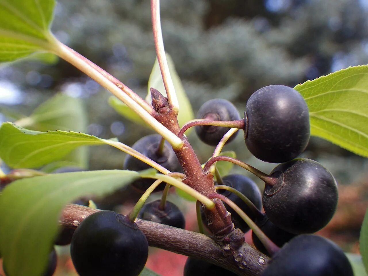 Rhamnus cathartica. Жостер слабительный Крушина. Крушина ягода. Жостер японский.