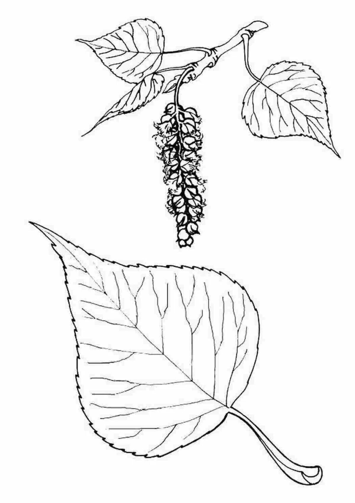 Лист березы раскраска. Лист тополя раскраска. Тополь раскраска. Тополь раскраска для детей.