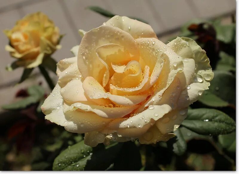 лучшее событие в жизни розы. прекрасные розы. чем отрезают букеты цветы. цветы розы. цветы картинки.