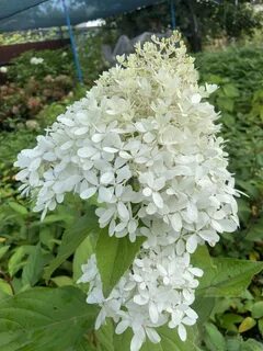 Роял фловер
