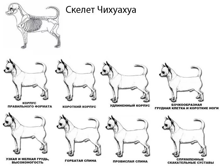 французский бульдог стандарт породы ркф. джек-рассел-терьер окрас породы стандарт. кисю собака описание породы. американский стандарт породы схемы. соответствует стандарту породы.