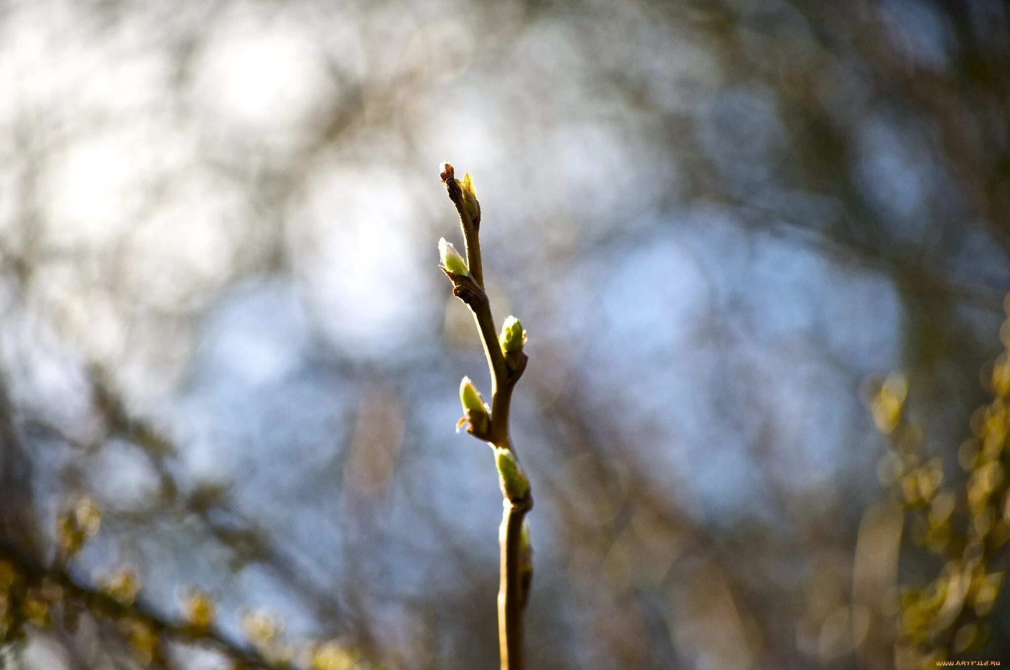Распускание почек на деревьях. Тополь распускание почек. Набухают почки. Весенние почки. Хеномелес почки.