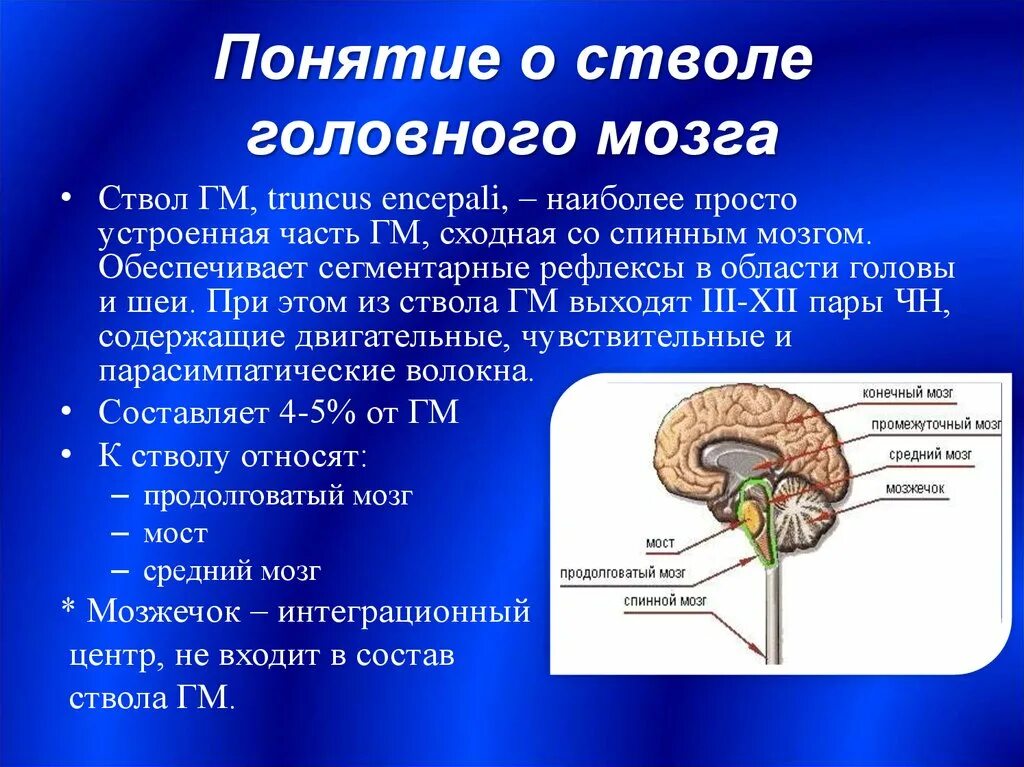 Строение и функции стволовой части головного мозга. Головной мозг анатомия ствол мозга. Общая характеристика стволовой части мозга.. Ствол мозга составные части характеристика. Функции выполняют отделы ствола мозг