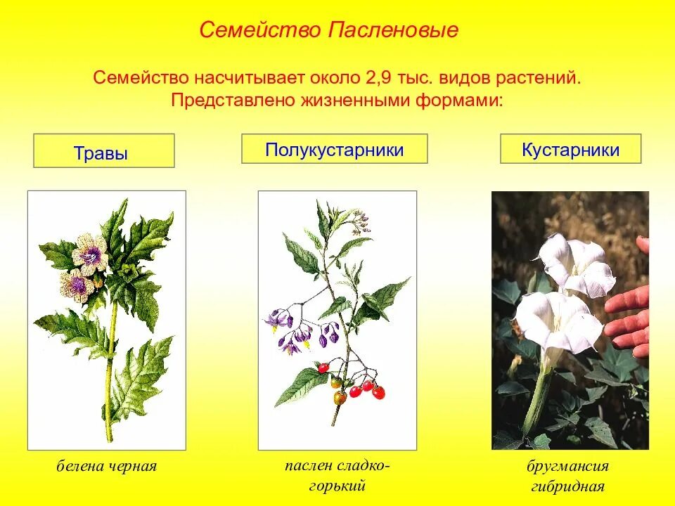 Семейства покрытосеменных Пасленовые. Двудольные Пасленовые. Пасленовые цветковые двудольные. Двудольные растения семейство Пасленовые. Покрытосеменные пасленовые двудольные паслен черный паслен