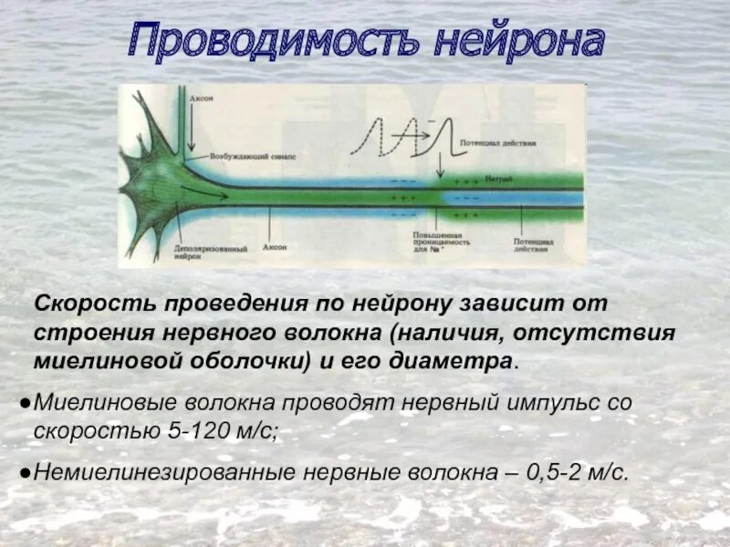 Возбудимостью и проводимостью нейрон. Миелиновые волокна скорость проведения нервного импульса. скорость проведения импульса по различным нервным волокнам. проводимость нейрона. проводимость физиология.