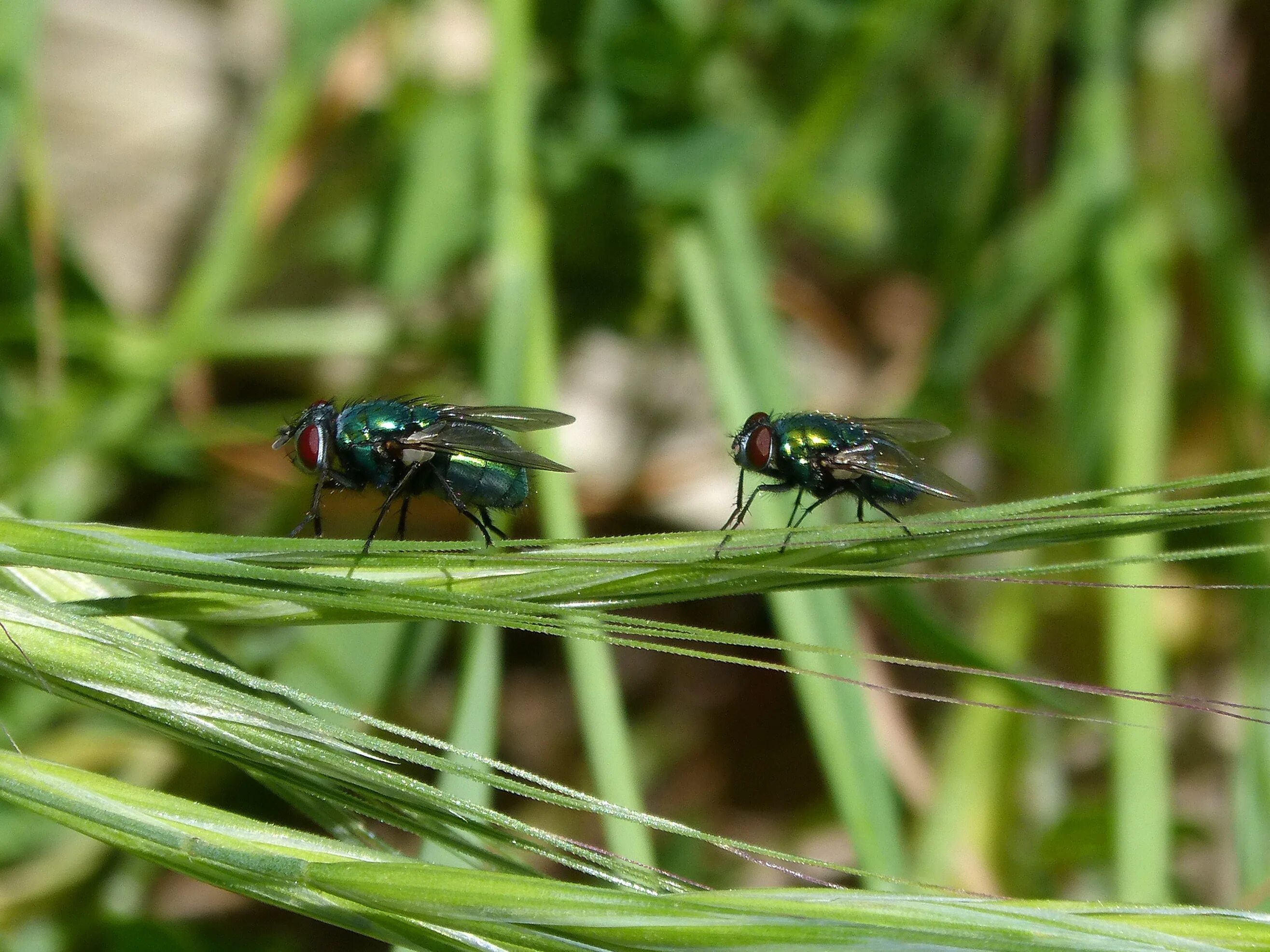 Greenfly - Greenfly. Зеленая Муха. Муха на зеленой травке. Овощные мухи. Зеленая муха тля
