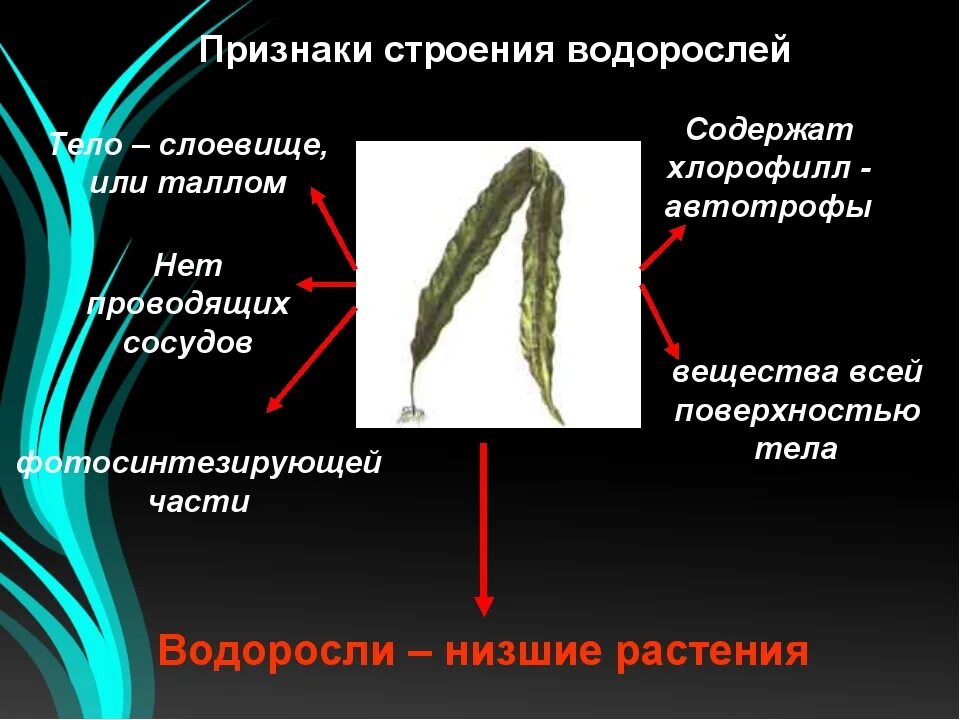 Каков основной признак водорослей. Форма тела водорослей. Признаки водорослей. Водоросли строение тела и признаки. Признаки водорослей 6 класс.