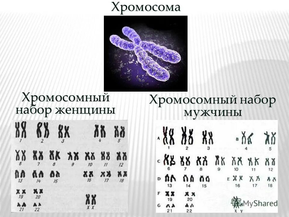 Вторая х хромосома