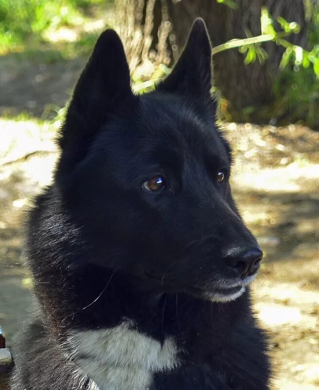 Маленькие телята. Телята в татарстане. Авито пугачёв саратовская лошади. Авито пугачева животных. Авито пугачева животных.