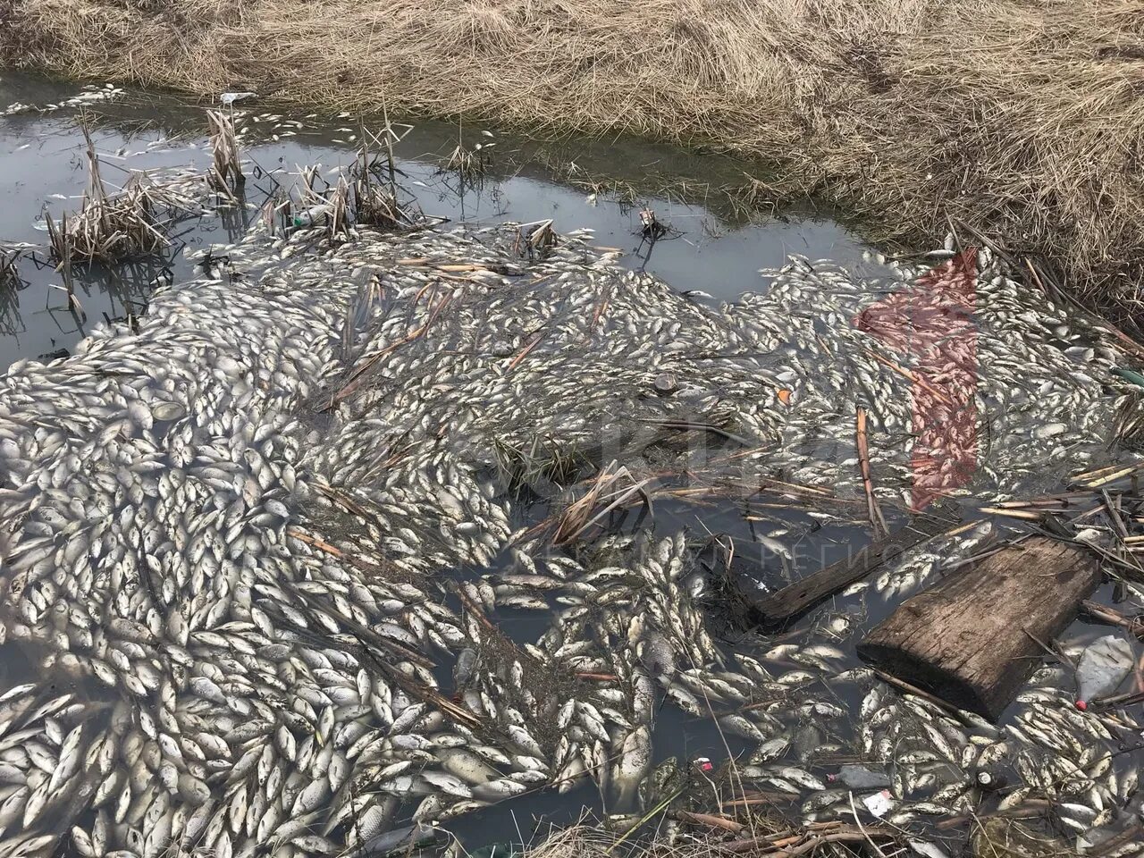 Массовая гибель рыбы. Болотные рыбы. Дохлая рыба на Орловском пруду. Массово гибнут