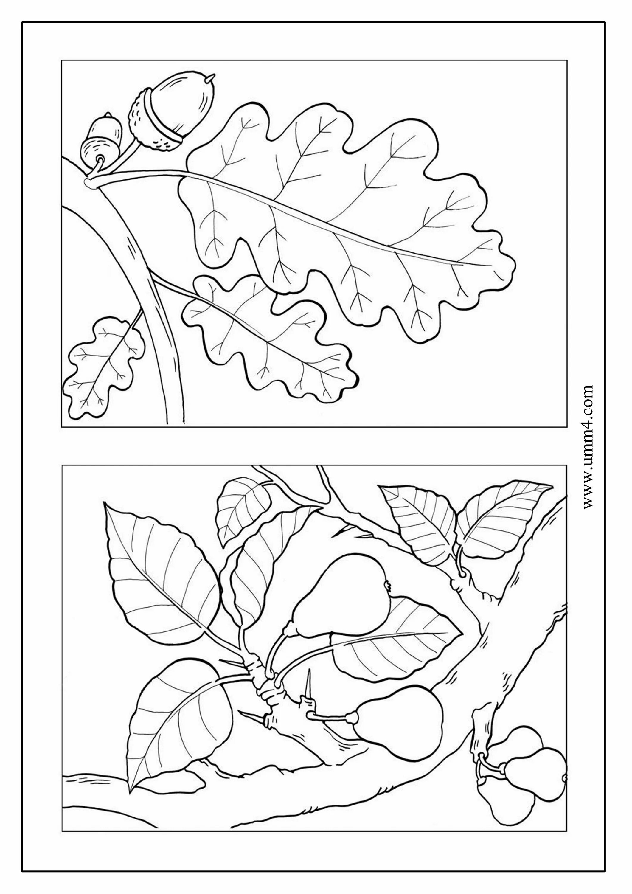 Две раскраски на а4. Раскраски для детей на пол листа. Раскраска для детей на весь лист. Раскраска. Осень. Детские раскраски на пол листа.