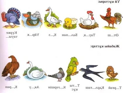 Кавказдық сағат