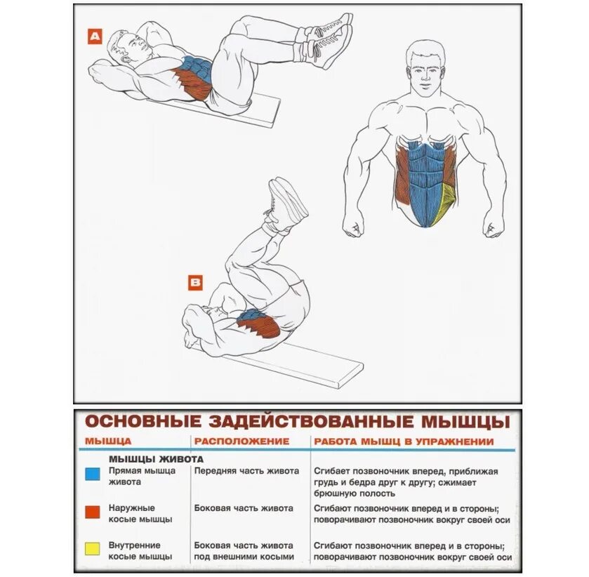 Как эффективно убрать живот мужчине. Упражнение обратное скручивание для пресса. Обратные скручивания какие мышцы работают. Как качать нижнюю часть пресса. Упражнения для прокачки нижней части пресса.