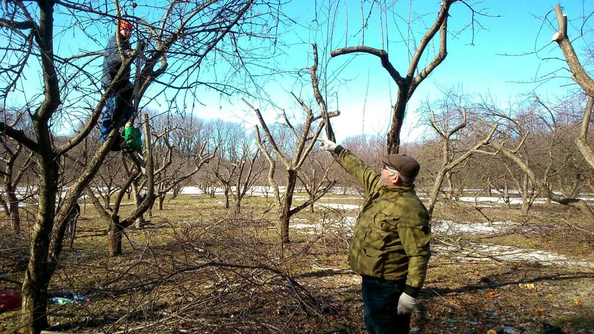 Обрезка деревьев на юге. Обрезка плодовых деревьев. омолаживающая обрезка деревьев. обрезка деревьев фото. обрезка зимой плодовых.