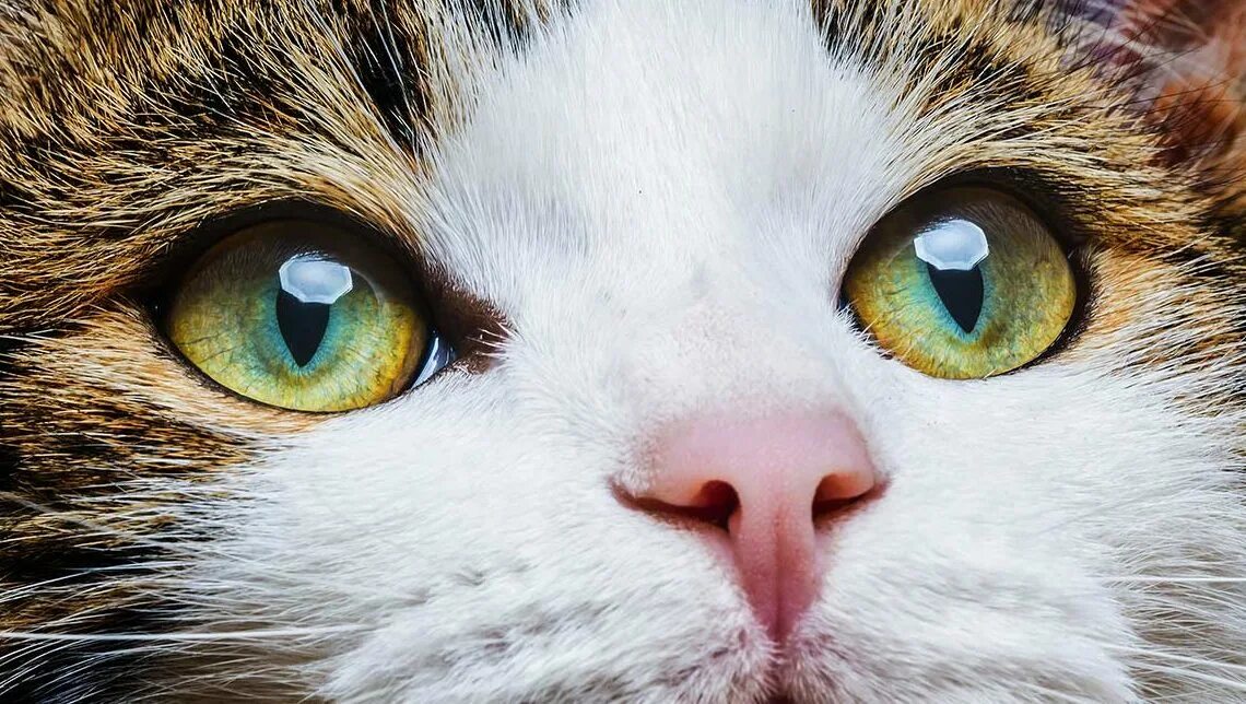 Кошачий глаз. Кошачий взгляд. Глаза котика. Янтарные глаза у кошки. Время глазами кошки