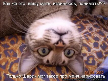 Извинись поняла