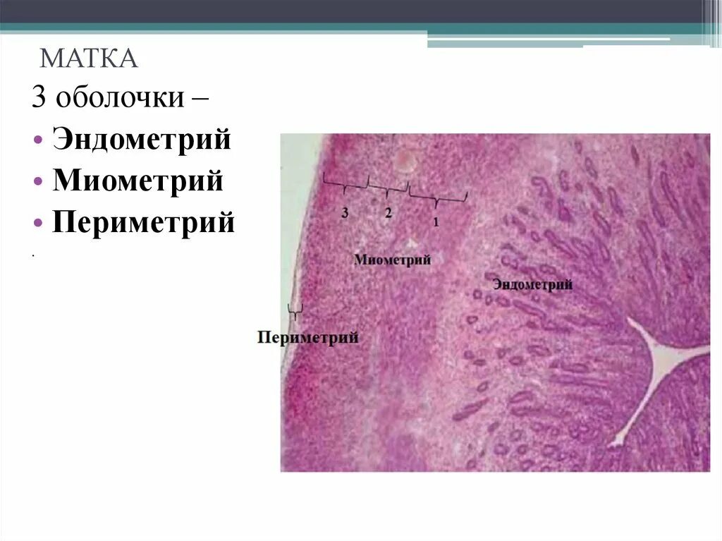 Эндометрия стенок матки. Миометрий матки гистология препарат. Строение миометрия гистология. Слои стенки матки гистология. Строение стенки матки анатомия.