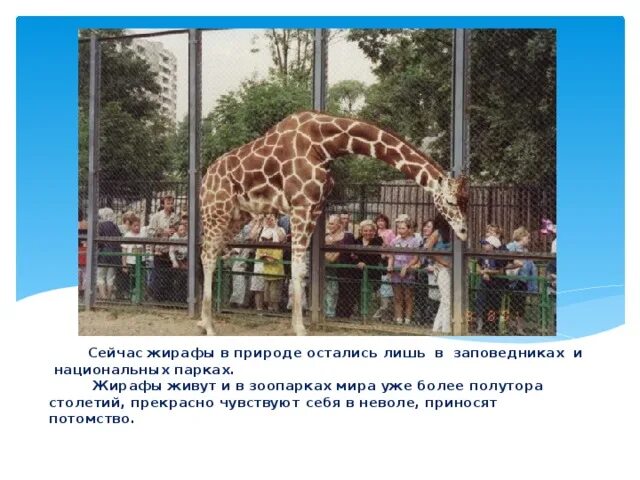 Проект зоопарк 1 класс окружающий мир Презентация "Экскурсия в зоопарк" (1 класс) по окружающему миру скачать проект